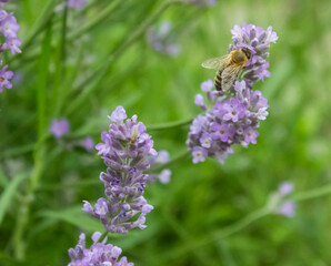 Honey bee harvesting lavender flowers, green leaves background. Bee pollinates lavender flower. Bee looking for nectar of lavender. Close-up, selective focus, blurred, low key