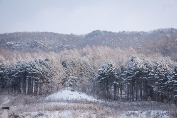 Obraz premium Mountain with snow covered trees