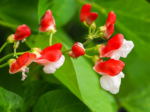 Pretty red and white flowers on a dwarf runner bean plant Hestia