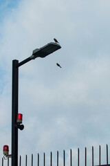 a bird on the railing