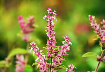 Obraz premium Amazing view of colorful flowering in the garden.