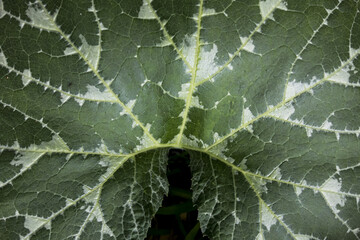 close-up view of a zucchini leaf