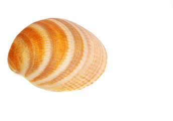 colored sea sink isolated with space for text