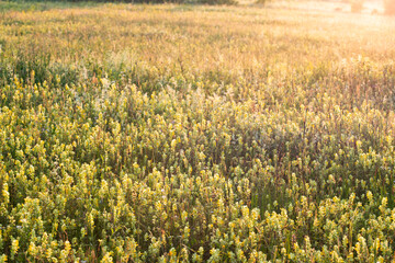 summer meadow in sunset lights
