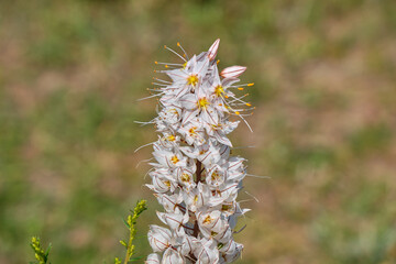 wild flowers in the mounte