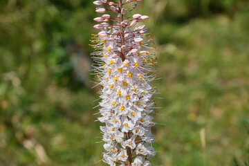 Fototapeta na wymiar wild flowers in the mounte