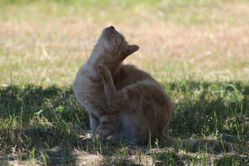 Fototapeta premium Yellow Cat scratching the neck on grass under the tree ,beautiful yellow cats, cute ginger cats up close. Italian, Italian cat.