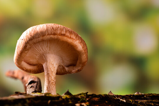 Shiitake Mushroom Growing On Tree