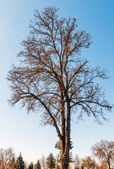 ash without leaves in spring