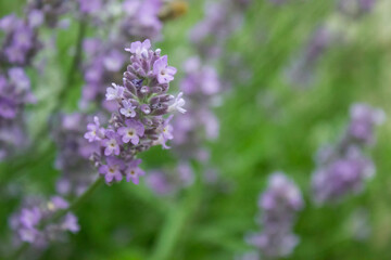 Purple Lavender blossom on green background. Soft focus on lavender flower. Wild violet lavender blooming. Provence nature. Closeup, selective focus, blurred, low key