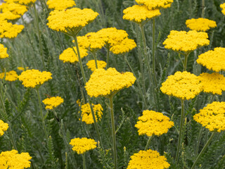 Achillea filipendulina | Achillée à feuilles de fougère aux bouquets plats de minuscules corymbes de fleurons jaune or sur tiges cannelées, au feuillage découpé vert clair