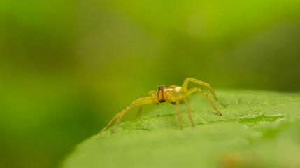 little forest yellow spider sitting on a leaf