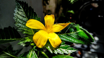 yellow lily in the garden