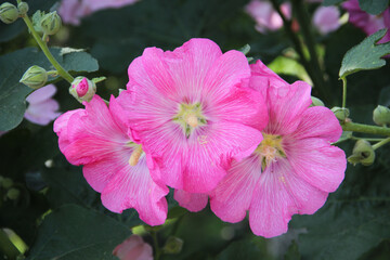  pink mallow flower in the garden
