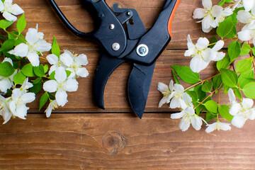 Garden pruner and cut branch of flowers on wooden boards. Garden tools and equipment. Top view.