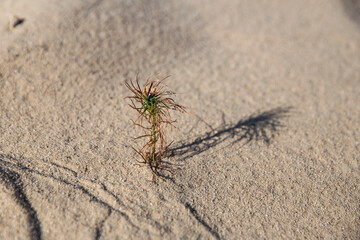 Small tree in the sand dune. Succulent at the desert. 