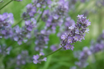 Purple Lavender blossom on green background. Soft focus on lavender flower. Wild violet lavender blooming. Provence nature. Closeup, selective focus, blurred, low key