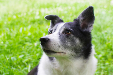 Naklejka na ściany i meble Close-up portrait of a dog. Black and white cur. Dog without breed.