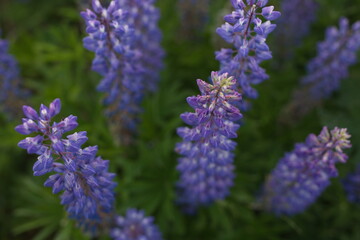 the summer mood. wild flowers in a summer field