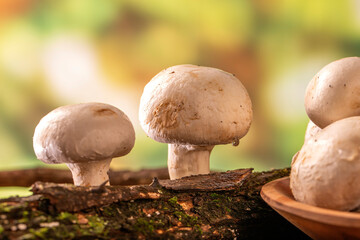 Paris mushroom growing on tree