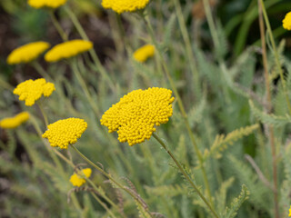 Achillea filipendulina   Achillées filipendulines ou achillées eupatoires à floraison jaune citron parfumée et nectarifère © Marc