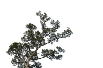 tree isolated on white background