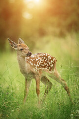 Bambi fawn in the grass in summer on a Sunny day - obrazy, fototapety, plakaty