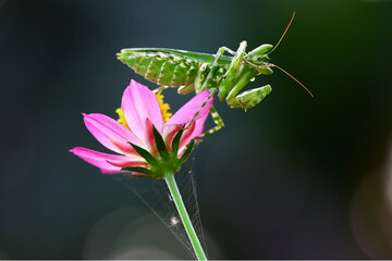 indian flower  mantis on the little flower