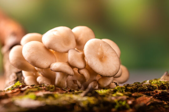 Shimeji mushroom growing on tree