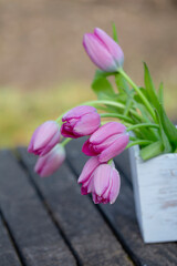 Fresh Pink Tulips In Spring
