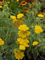 Achillea filipendulina   Achillées filipendulines ou achillées eupatoires à floraison jaune citron parfumée et nectarifère au feuillage vert clair à vert grisâtre © Marc