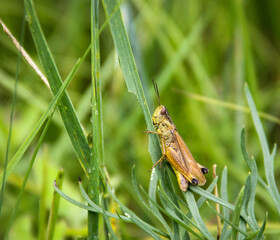 grasshopper on the grass