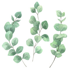 Watercolor eucalyptus leaves set