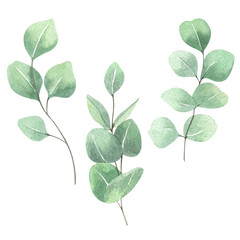 Watercolor eucalyptus leaves set