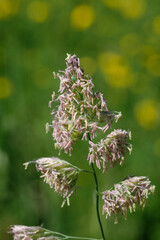 Blühendes Gras auf einer Wiese, freigestellt vom Hintergrund, ein Halm mit Samen, Blütenstaub und Pollen