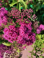 pink flowers in the garden