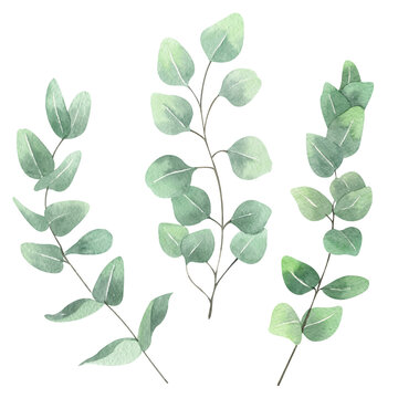 Watercolor eucalyptus leaves set