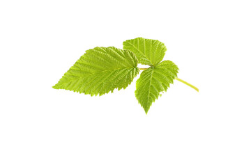 Fototapeta premium leaf raspberry isolated on a white