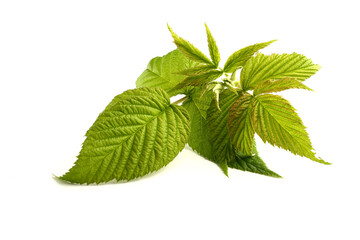leaf raspberry isolated on a white