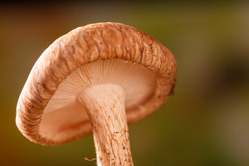 Shiitake mushroom growing on tree