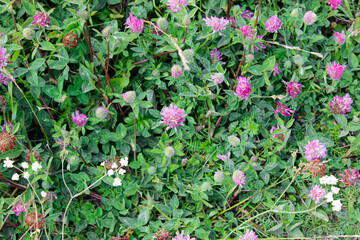 Background of blooming pink flowers of clover.