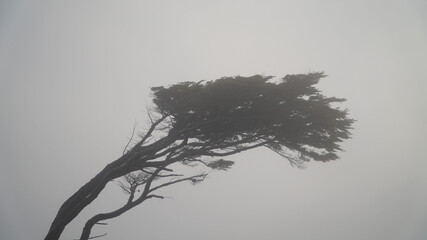Misty ocean and tree landscape on a rainy day at Cape Froward on the Magellan Strait near Punta...