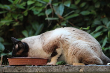 Siamese cat in Italy,Stay up on the wall and eating food.Pet lover,Animal lovers.