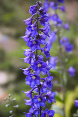 delphinium flowers in the garden