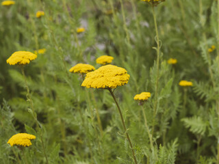 Achillea filipendulina | Achillées filipendulines ou achillées eupatoires à floraison jaune