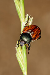 Cockchafer (Maybug or doodlebug) on the stem.