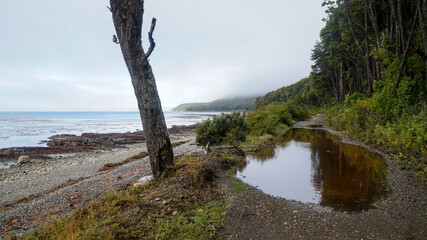 Misty ocean and tree landscape on a rainy day at Cape Froward on the Magellan Strait near Punta...