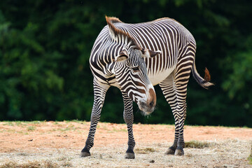 zebra