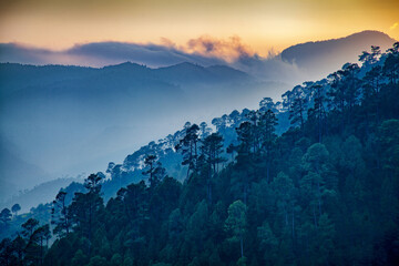 Beautiful view of Foggy pine forest and sunrise at Almora, Ranikhet, Uttarakhand, India.