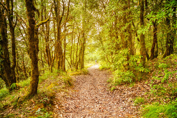 Evergreen tropical rainforest where trees covered with moss in Binsar, Uttrakhand, india